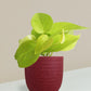 Money Plant Golden Gift in Eco Pot (Small)