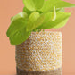 Money Plant Golden Gift in Eco Pot (Medium)