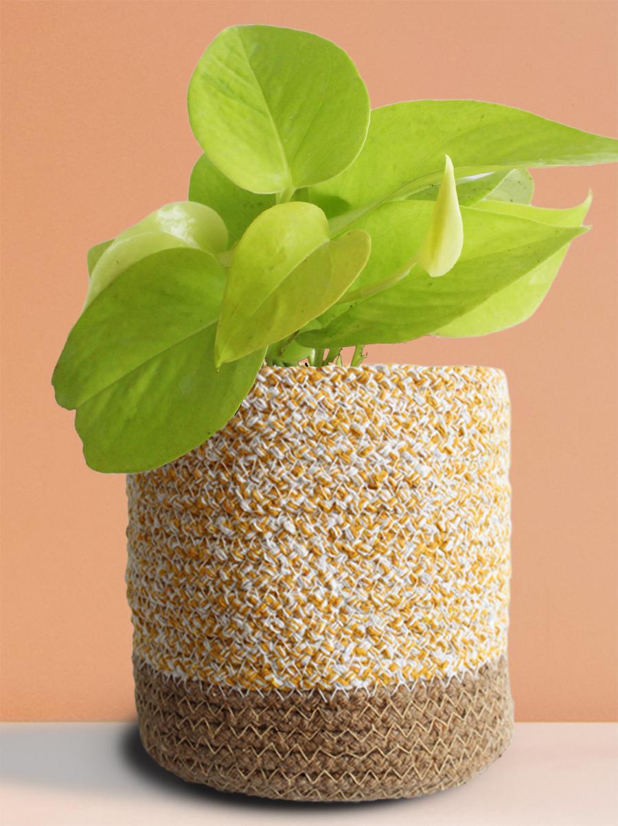 Money Plant Golden Gift in Eco Pot (Medium)