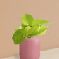 Golden Money Plant in Ceramic Pot (Medium)