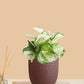 Money Plant Manjula (Small) in Eco Pot