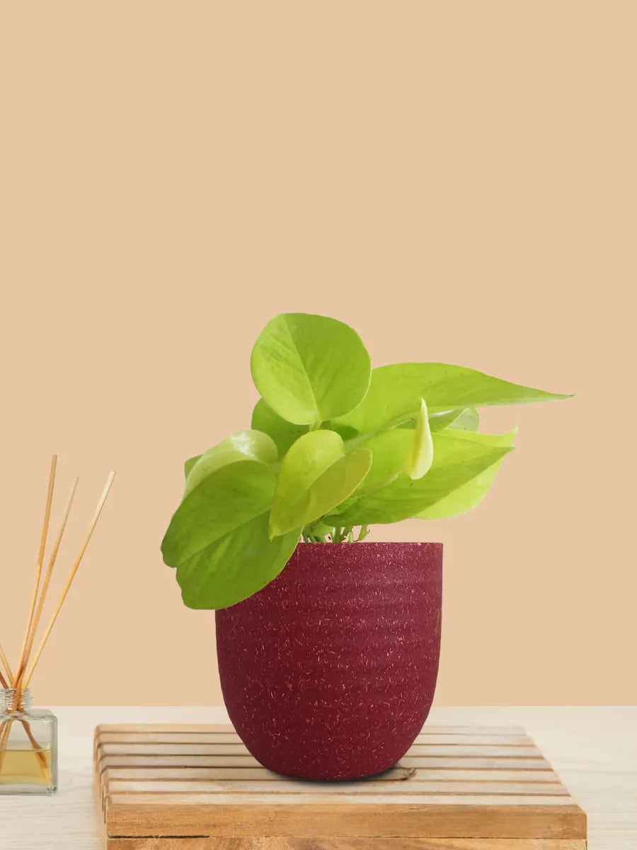 Money Plant Golden (Small) in Eco Pot