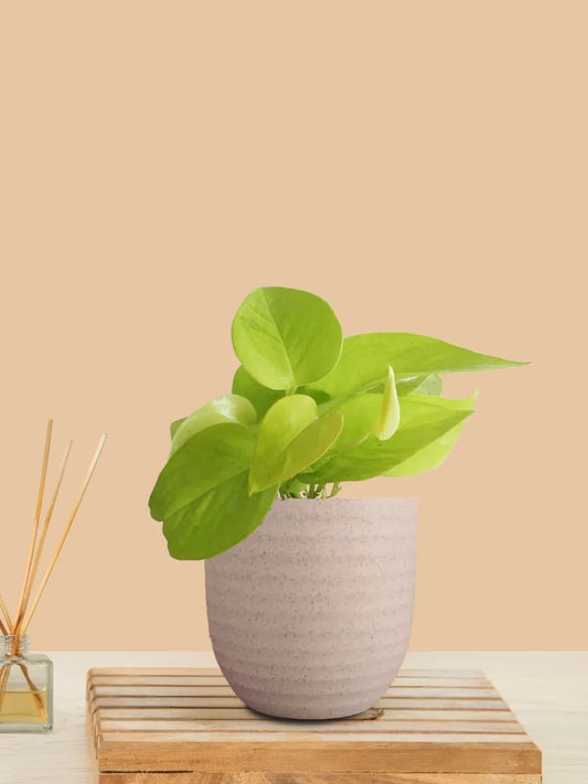 Money Plant Golden (Small) in Eco Pot