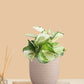 Money Plant Manjula (Small) in Eco Pot