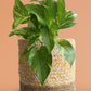 Money Plant Gold King Gift in Eco Pot (Medium)