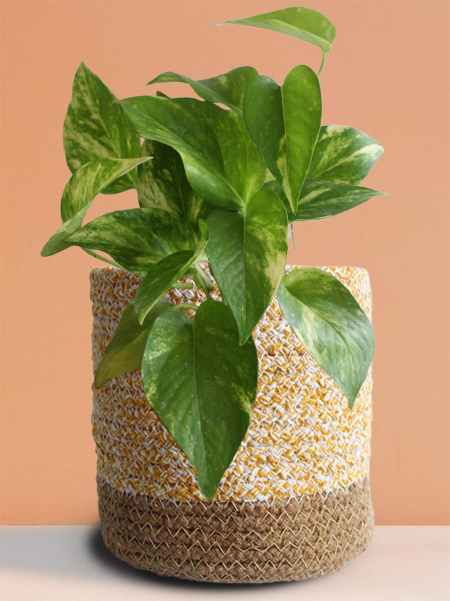 Money Plant Gold King Gift in Eco Pot (Medium)