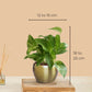 Money Plant Gold King (Small) in Golden Metal Pot