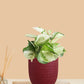 Money Plant Manjula (Small) in Eco Pot