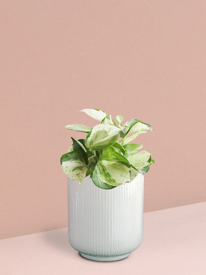 Manjula Money Plant in Ceramic Pot (Medium)