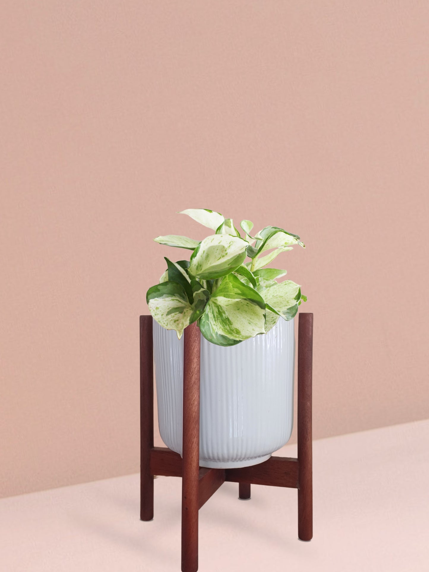 Manjula Money Plant in Ceramic Pot (Medium)