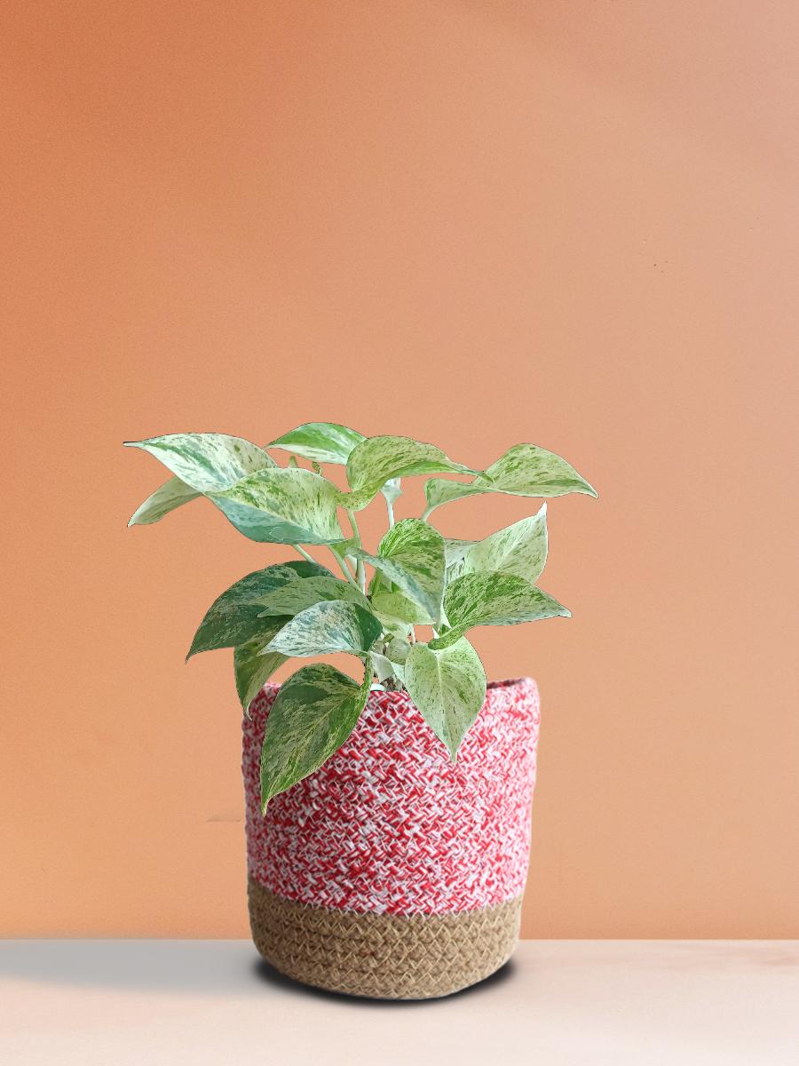 money plant pink Money Plant Marble (Medium)