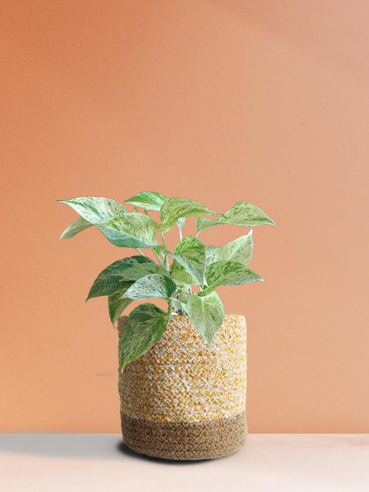 Money Plant Marble (Medium)