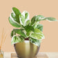 Money Plant NJoy (Small) in Golden Metal Pot