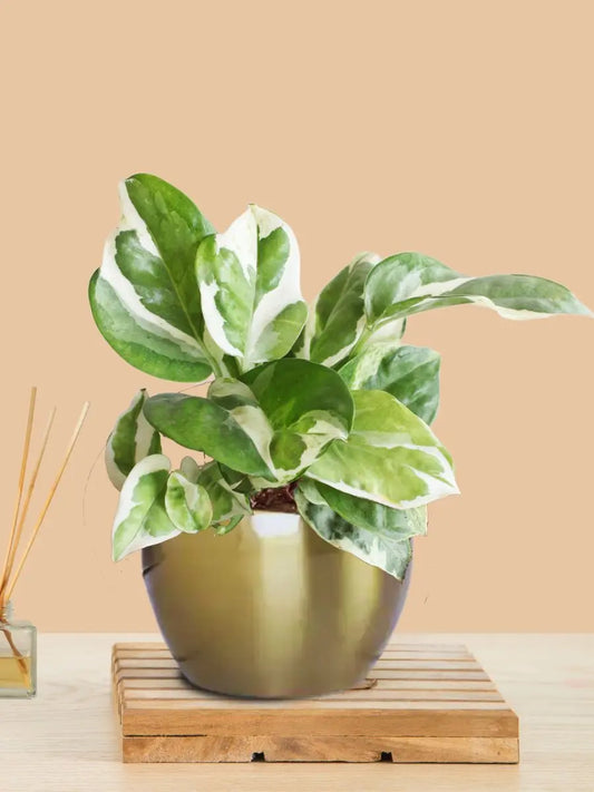 Money Plant NJoy (Small) in Golden Metal Pot