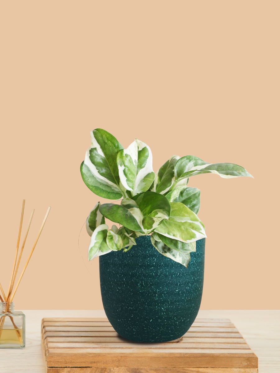 Money Plant NJoy (Small) in Eco Pot