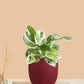 Money Plant NJoy (Small) in Eco Pot
