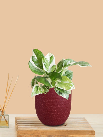 Money Plant NJoy (Small) in Eco Pot