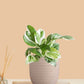 Money Plant NJoy (Small) in Eco Pot