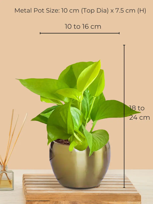 Golden Money Plant in 4" Golden Metal Pot