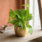 Variegated Money Plant in 4" Golden Metal Pot