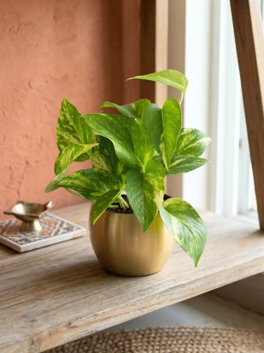 Variegated Money Plant in 4" Golden Metal Pot