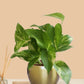 Variegated Money Plant in 4" Golden Metal Pot