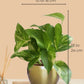 Variegated Money Plant in 4" Golden Metal Pot