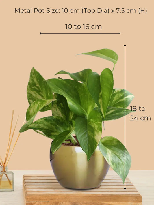 Variegated Money Plant in 4" Golden Metal Pot