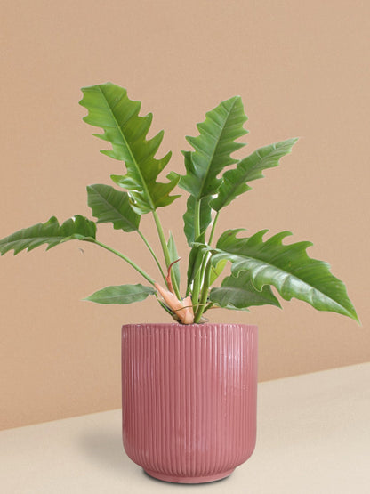 Narrow Escape Philodendron Plant in Ceramic Pot (Large)