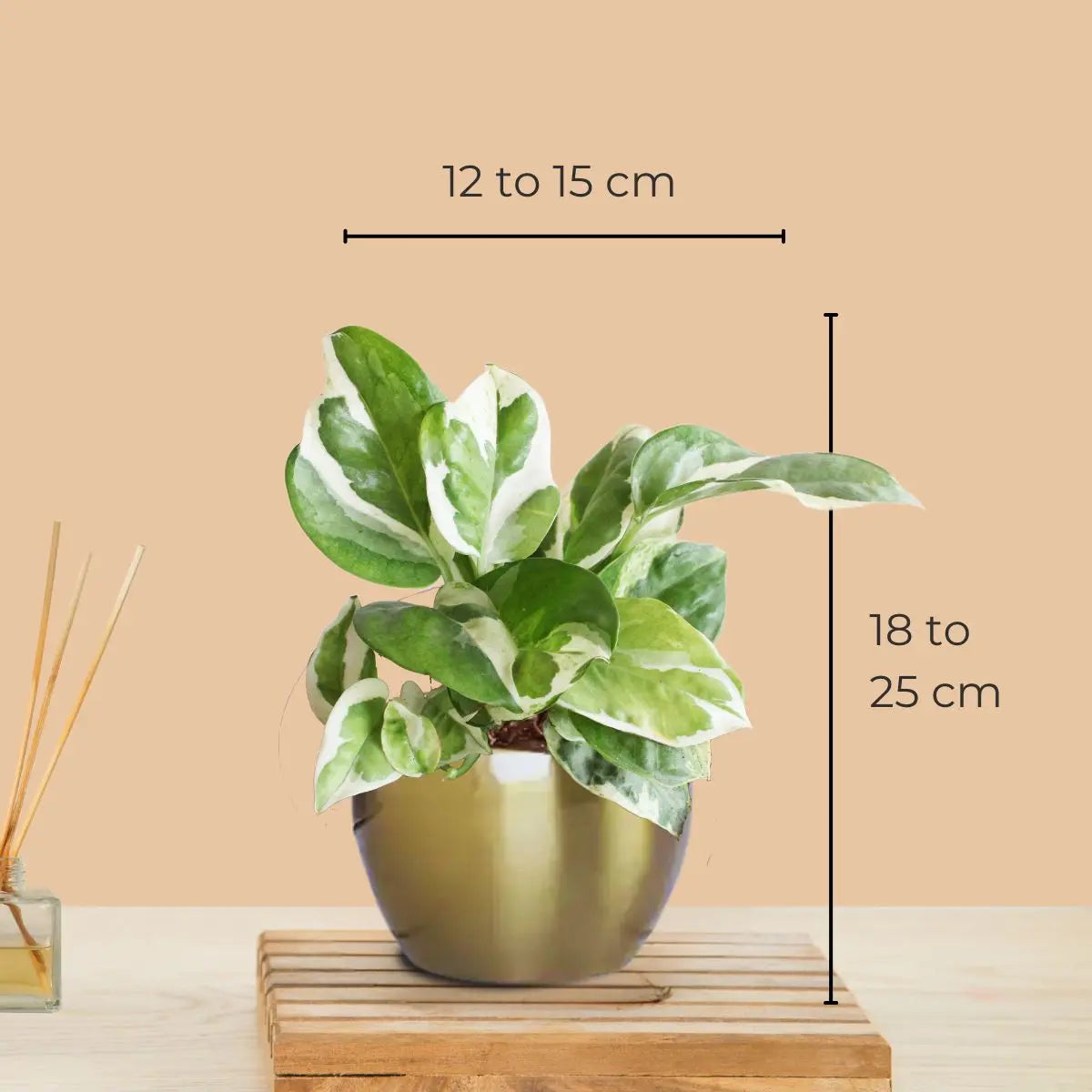 Money Plant NJoy (Small) in Golden Metal Pot