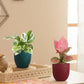 Office Desk Plants Combo (Small)