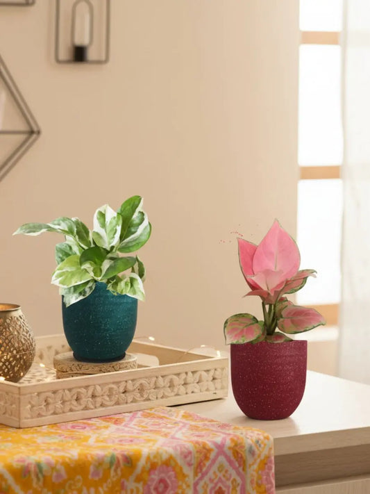 Office Desk Plants Combo (Small)