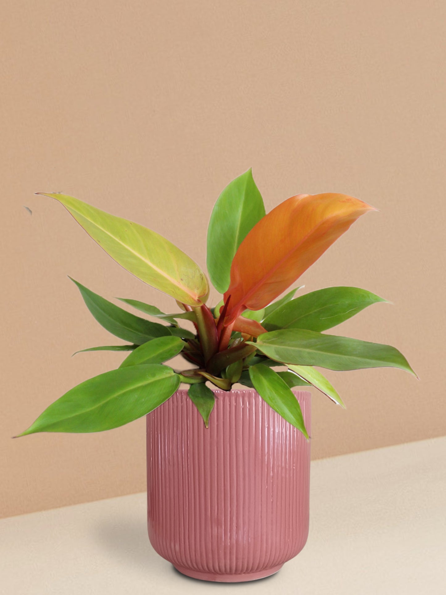 Orange Prince Philodendron Plant in Ceramic Pot (Large)