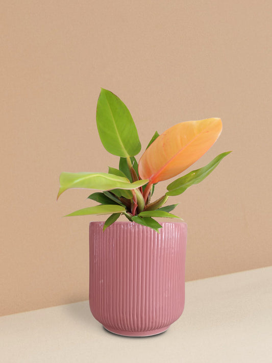 Orange Prince Philodendron Plant in Ceramic Pot (Medium)