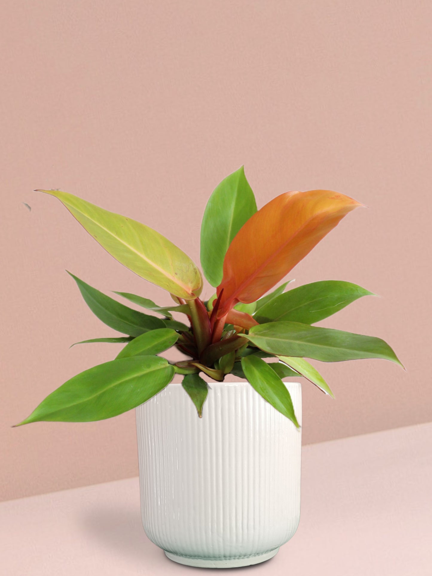 Orange Prince Philodendron Plant in Ceramic Pot (Large)