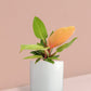 Orange Prince Philodendron Plant in Ceramic Pot (Medium)