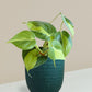 Oxycardium Brasil Plant Gift in Eco Pot (Small)