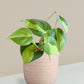 Oxycardium Brasil Plant Gift in Eco Pot (Small)