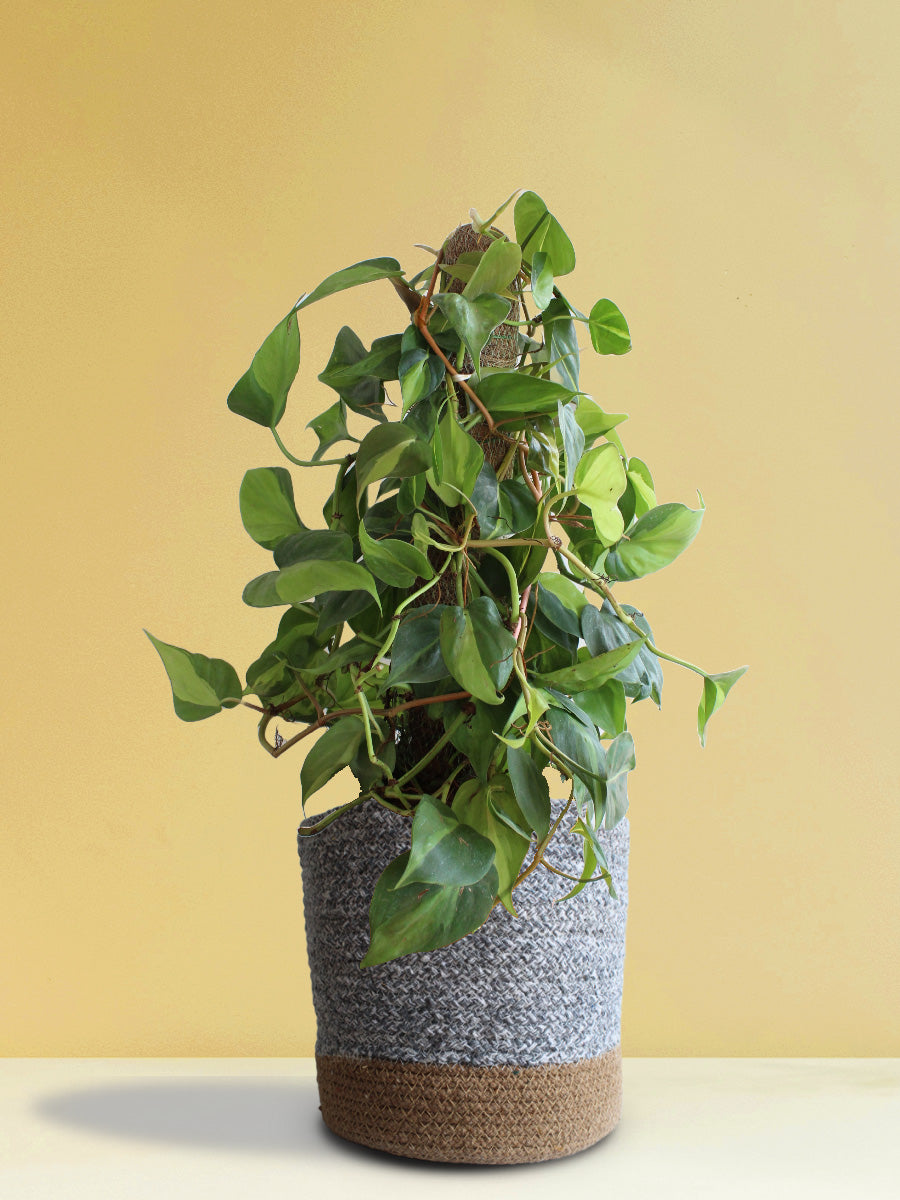 philodendron oxycardium green Philodendron Oxycardium Brasil (X-Large) – Greenkin