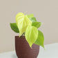 Oxycardium Golden Plant Gift in Eco Pot (Small)