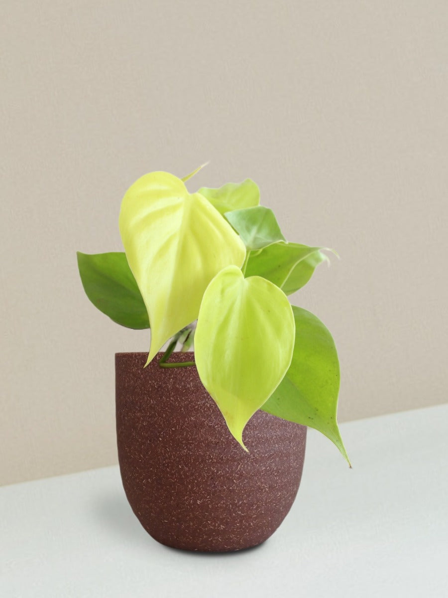 Oxycardium Golden Plant Gift in Eco Pot (Small)