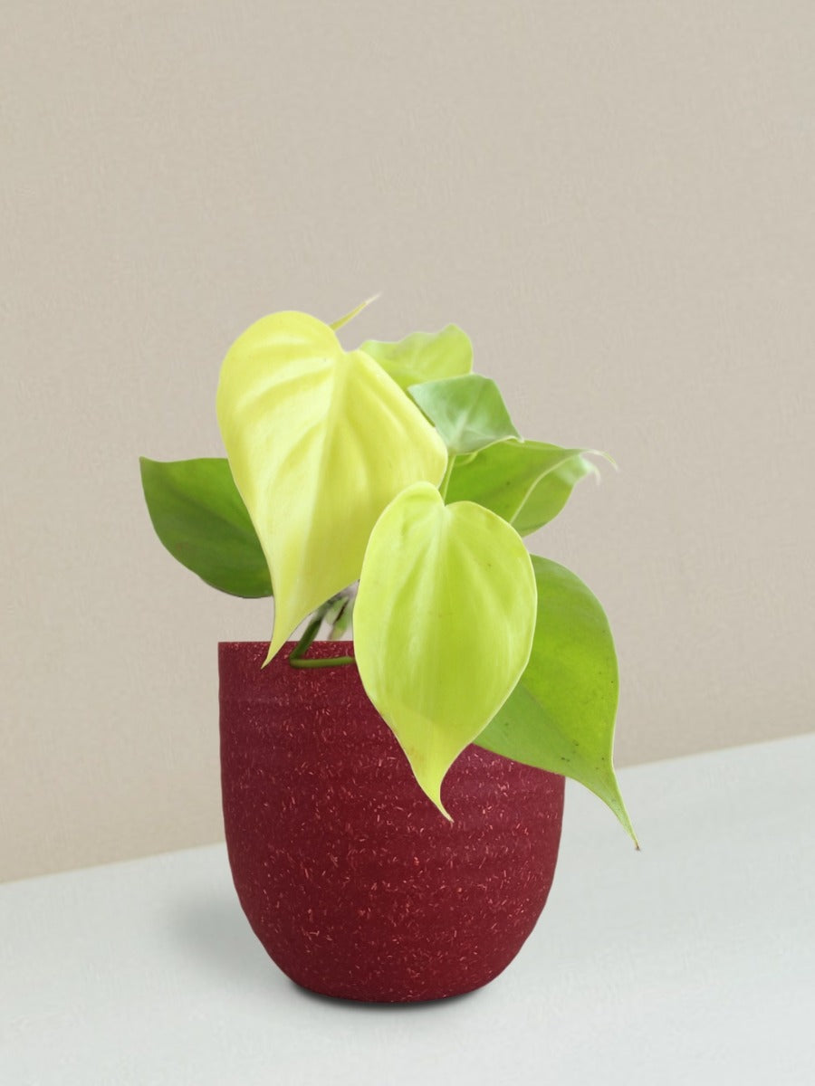 Oxycardium Golden Plant Gift in Eco Pot (Small)