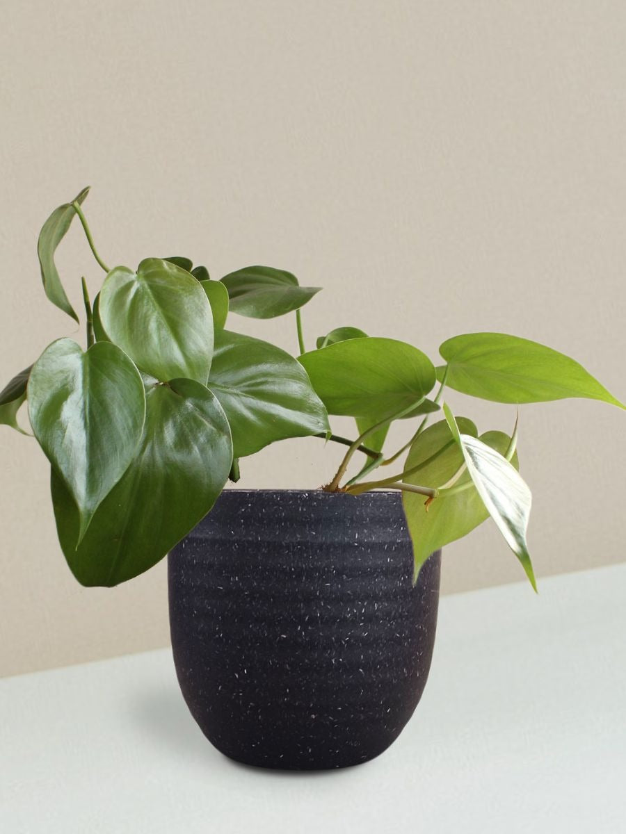 Oxycardium Green Plant Gift in Eco Pot (Small)
