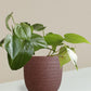 Oxycardium Green Plant Gift in Eco Pot (Small)