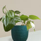 Oxycardium Green Plant Gift in Eco Pot (Small)