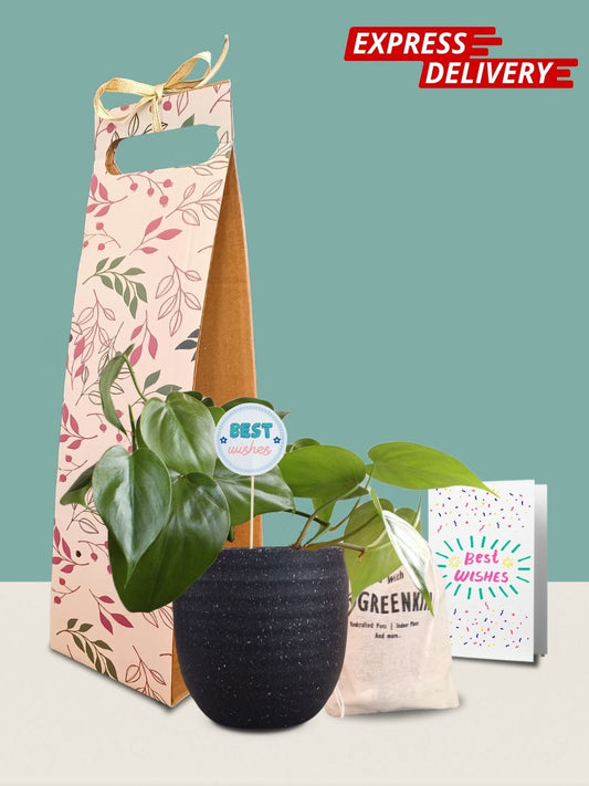 Oxycardium Green Plant Gift in Eco Pot (Small)