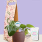 Oxycardium Green Plant Gift in Eco Pot (Small)