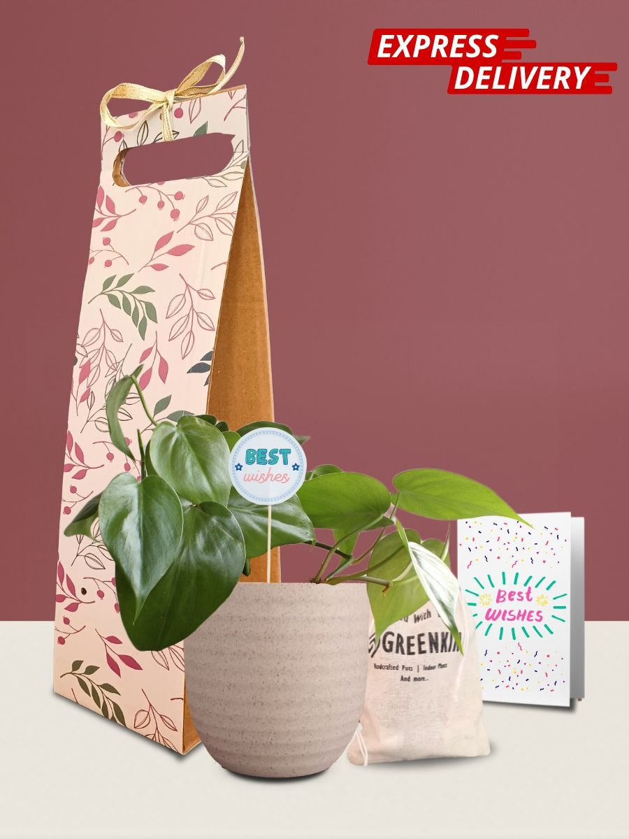 Cool Plants to Gift: Spring Edition | Bouqs Blog