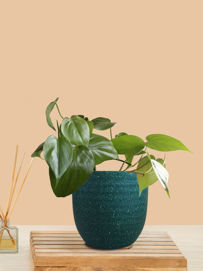 Oxycardium Green (Small) in Eco Pot