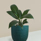 Peace Lily Combo Gift in Eco Pots (Small)
